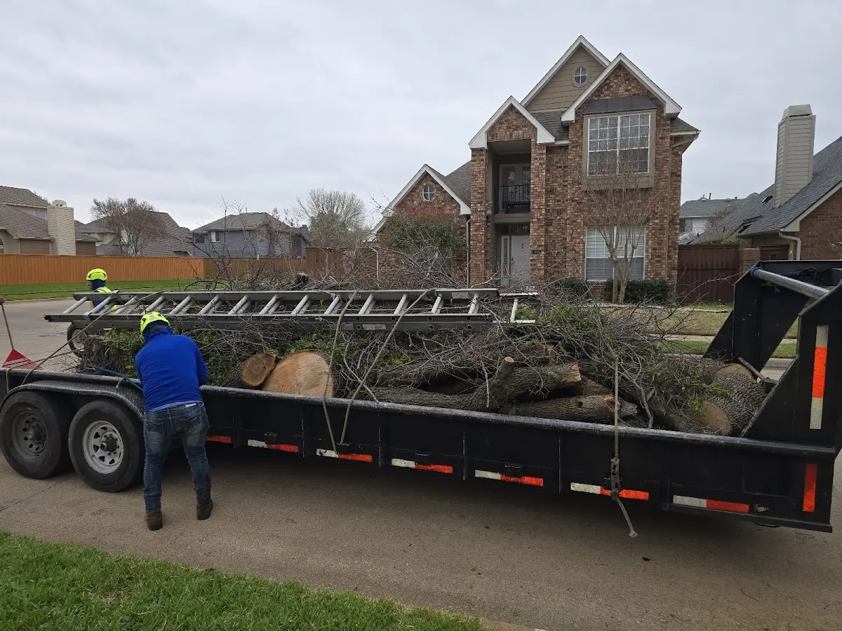Expert Tree Fertilization with proper safety equipment in Royal